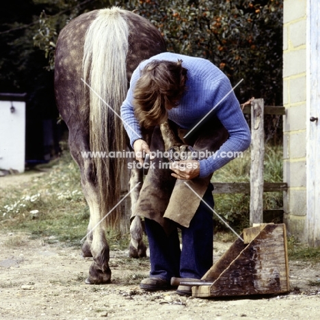 farrier nailing shoe onto horse's hoof