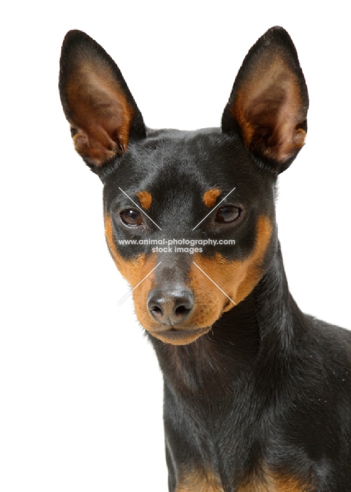 black and tan Miniature Pinscher portrait on white background