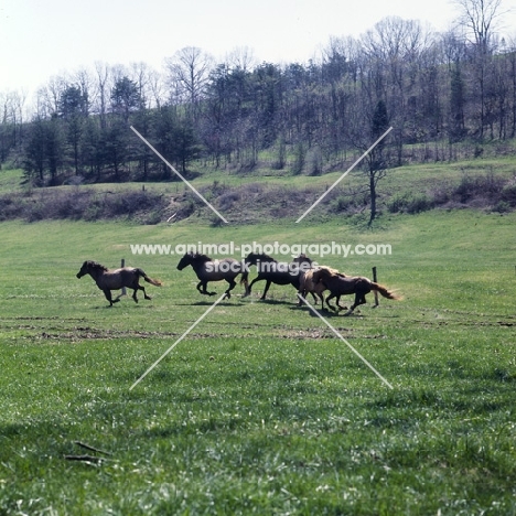 mustangs cantering in usa