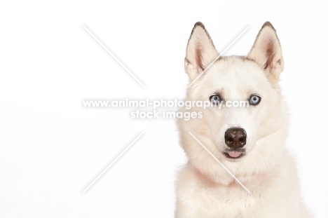 Siberian Husky cross bred dog