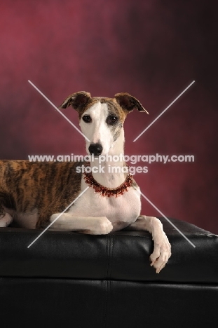 Whippet dog laying on black leather seat