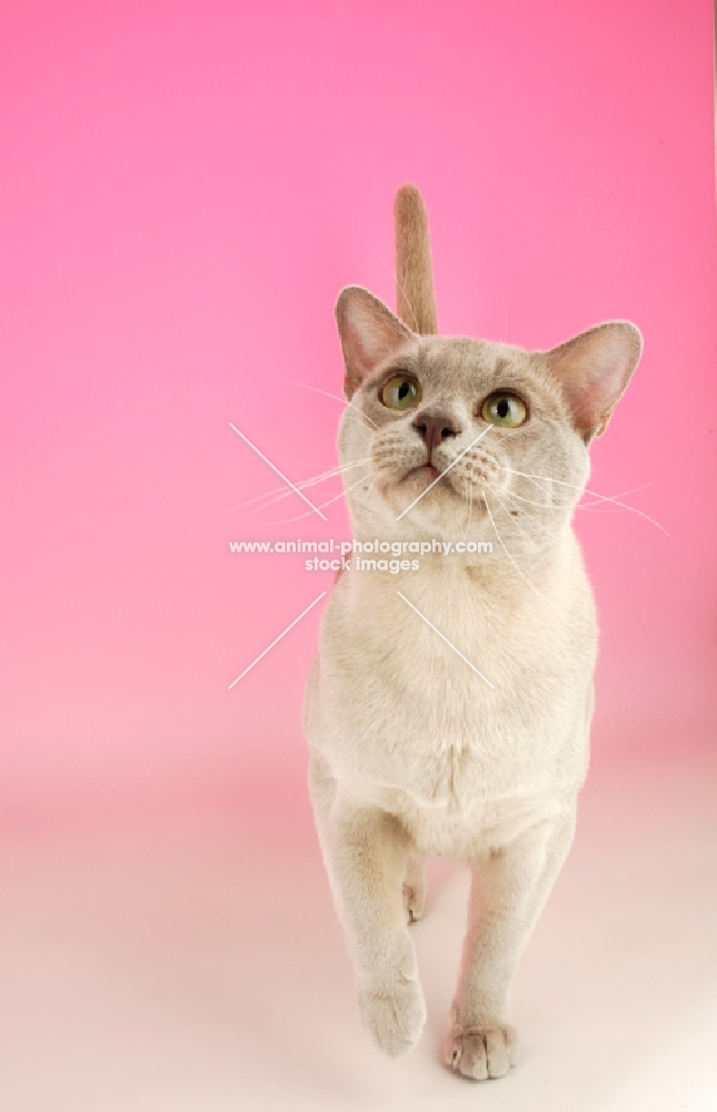 lilac burmese on pink background