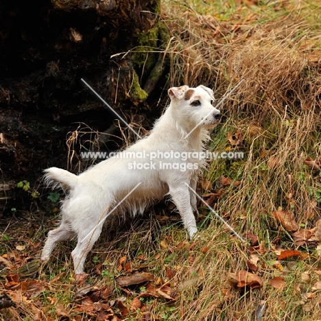 working jack russell watching