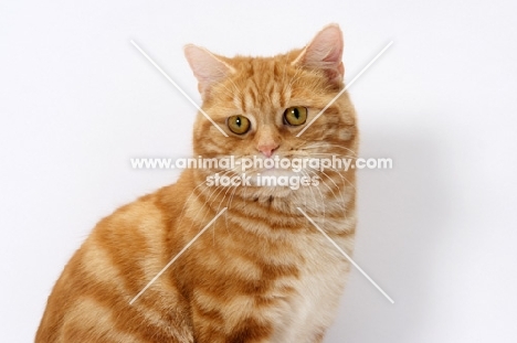 Red Classic Tabby Manx portrait on white background