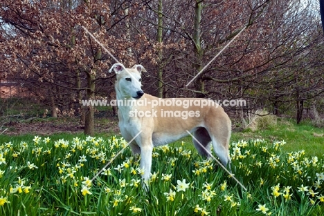 greyhound in spring, hidden in long grass, all photographer's profit from this image go to greyhound charities and rescue organisations