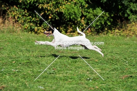 Ratonero Bodeguero Andaluz, (aka Andalusian Rat Hunting Dog), in motion