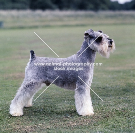 miniature schnauzer in show coat