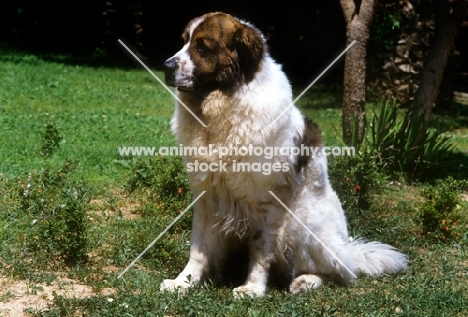 gotonsky de raco vedat, pyrenean mastiff sitting