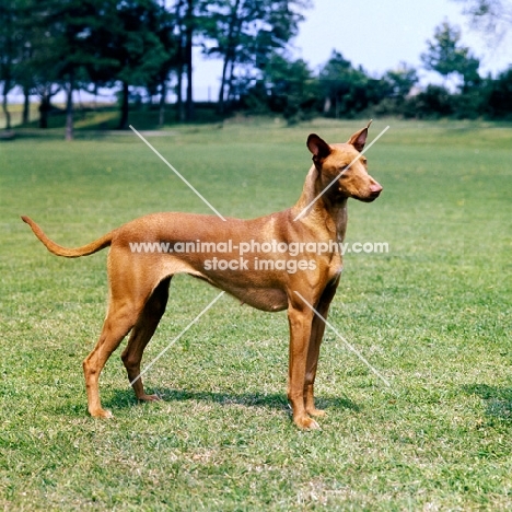 pharaoh hound on grass