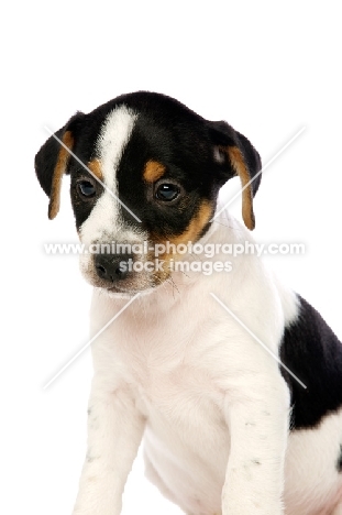 Jack Russell puppy isolated on a white background