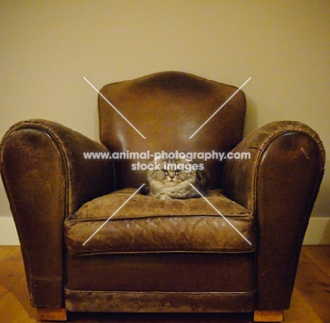 Scottish Fold lying on leather chair. 