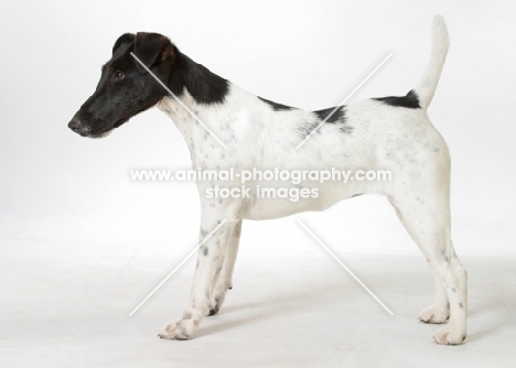 black and white Smooth Fox Terrier