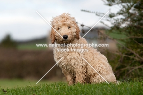 Cockerpoo sitting down