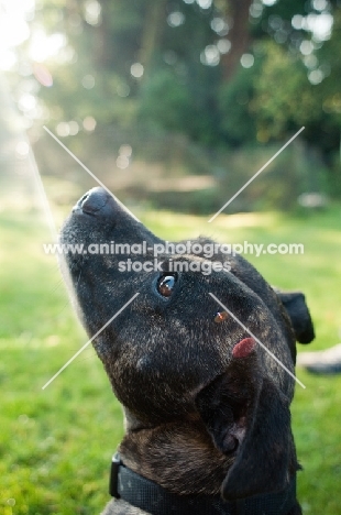 Staffordshire Bull Terrier headshot
