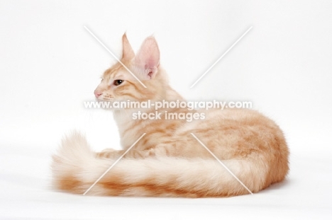 Turkish Angora cat lying down, red silver tabby colour