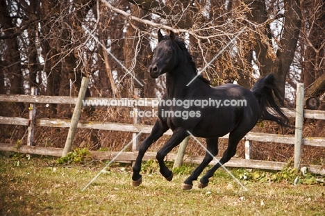 Egyptian Arabian in field