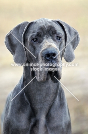 Great Dane