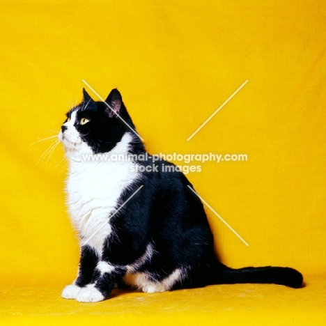 bi-coloured short hair cat, black and white show cat