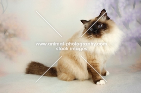 seal pointed Birman cat sitting on pastel background