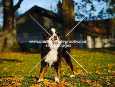 young Bernese Mountain Dog in autumnal garden