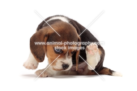 Beagle puppy on white background