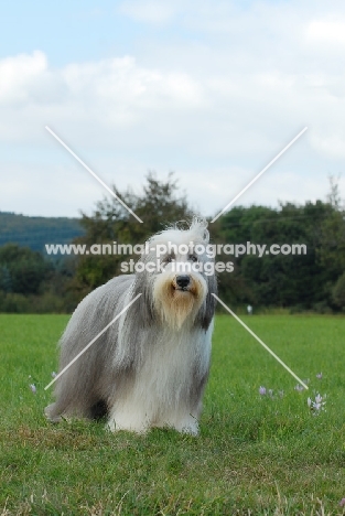 Bearded Collie in field