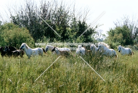 group of camargue mares and foals with stallion in long grass on camargue