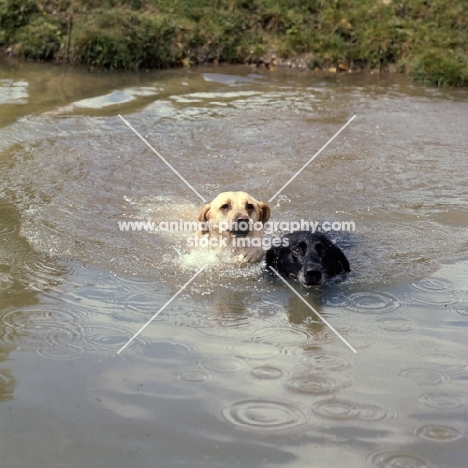 two labradors swimming