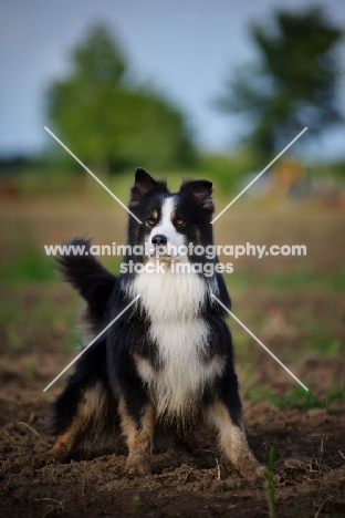 black tricolor australian shepherd in a field