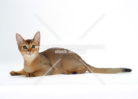 young ruddy abyssinian cat lying down