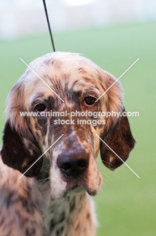 English Setter portrait in show ring at Crufts.