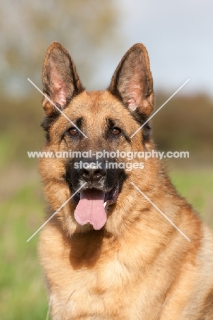 German Shepherd Dog (Alsatian), portrait