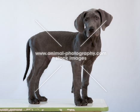 Great Dane puppy, grey background