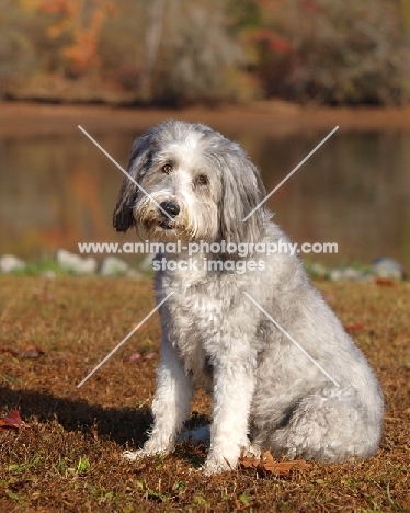 clipped Bearded Collie
