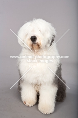 Old English Sheepdog (OES) on grey background