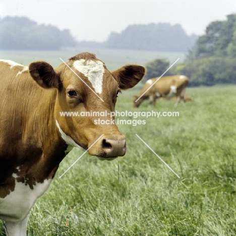 guernsey cow in field