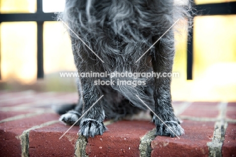 detail shot of terrier mix's paws