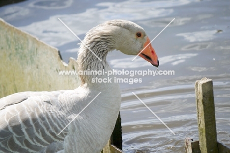 Steinbacher goose, profile