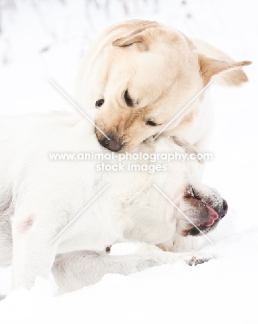 Labrador playing in snow