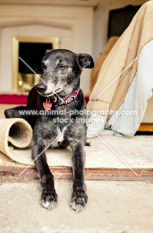 Lurcher at home