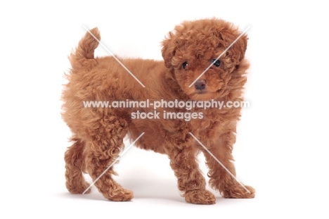 apricot coloured Toy Poodle puppy in studio