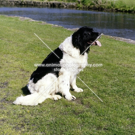 landseer newfoundland sitting