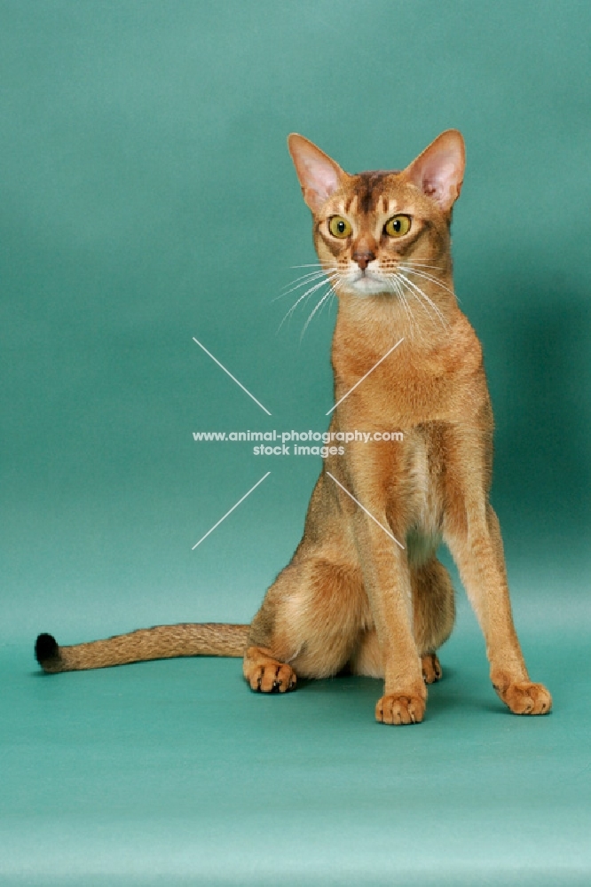 Ruddy Abyssinian, sitting on green background