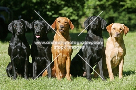 group of five Labrador Retrievers