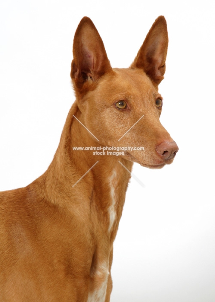 Australian Champion Pharaoh Hound on white background