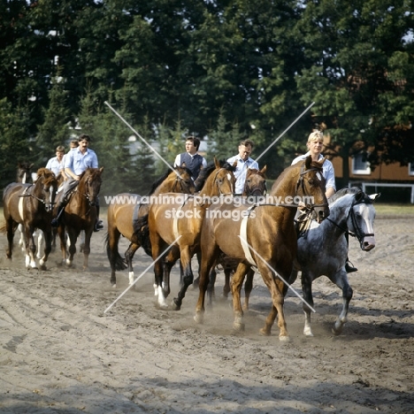 group of hanoverians ridden and in training at celle, germany