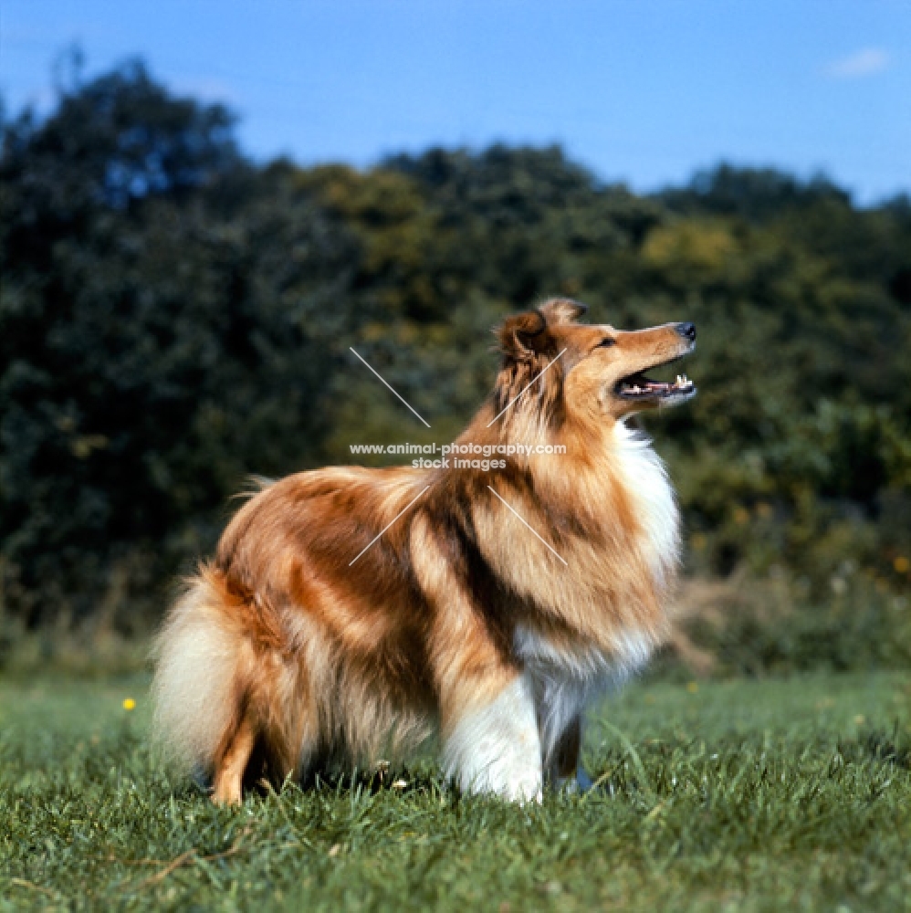 shetland sheepdog looking up