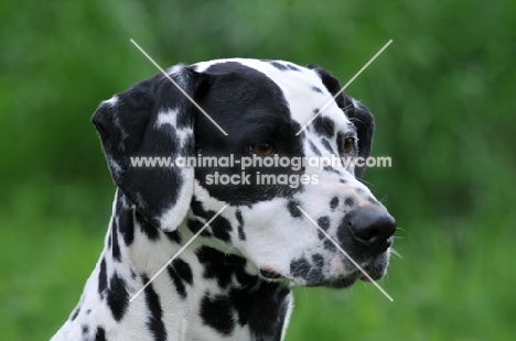 Dalmatian portrait