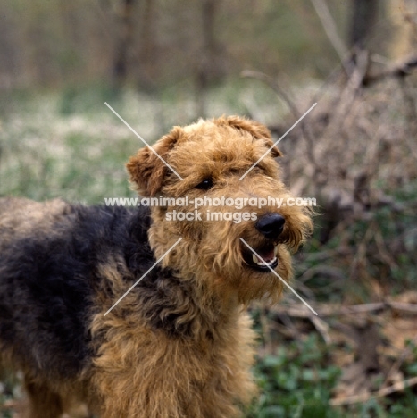 am ch jalmar's felstead,  happy welsh terrier, untrimmed