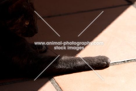 cat lying in shade